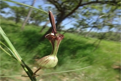 Ceropegia pullaiahii